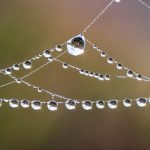 Beaded spider web