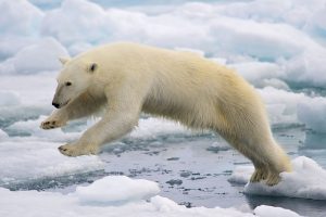 1200px-polar_bear_adf