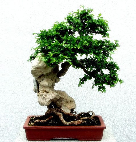 bonsai