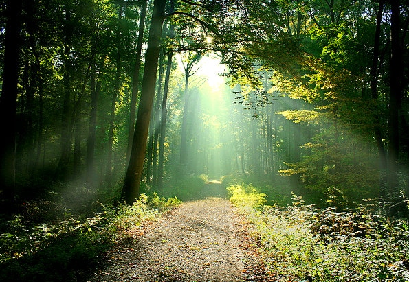 path in woods