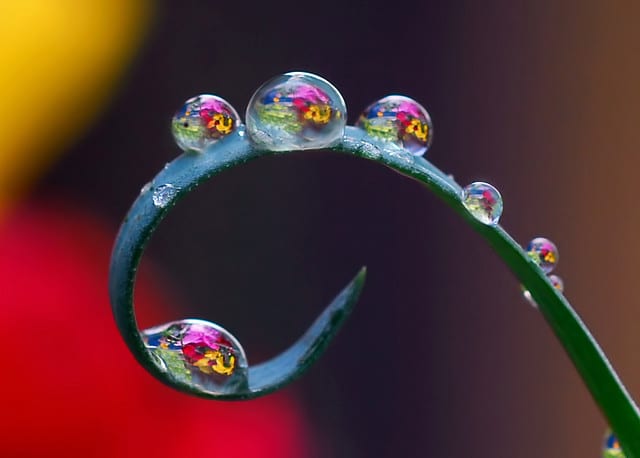 drops of beauty