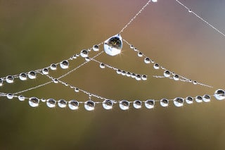 The Miracle of Spiderwebs