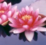 Naikan Retreat Standard Balance (due by 4/15/16)
